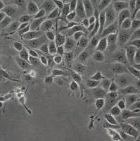 默克Merck MOC2 Mouse Oral Squamous Cell Carcinoma (OSCC) Cell Line