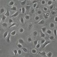 默克Merck MOC1 Mouse Oral Squamous Cell Carcinoma (OSCC) Cell Line