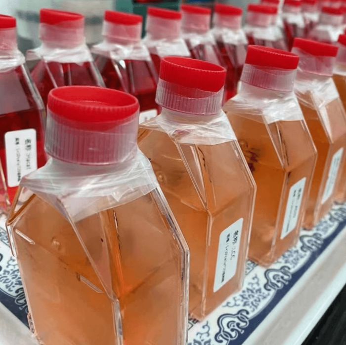 人急性T淋巴细胞白血病细胞CEMC7/RFP (带红色荧光)价格