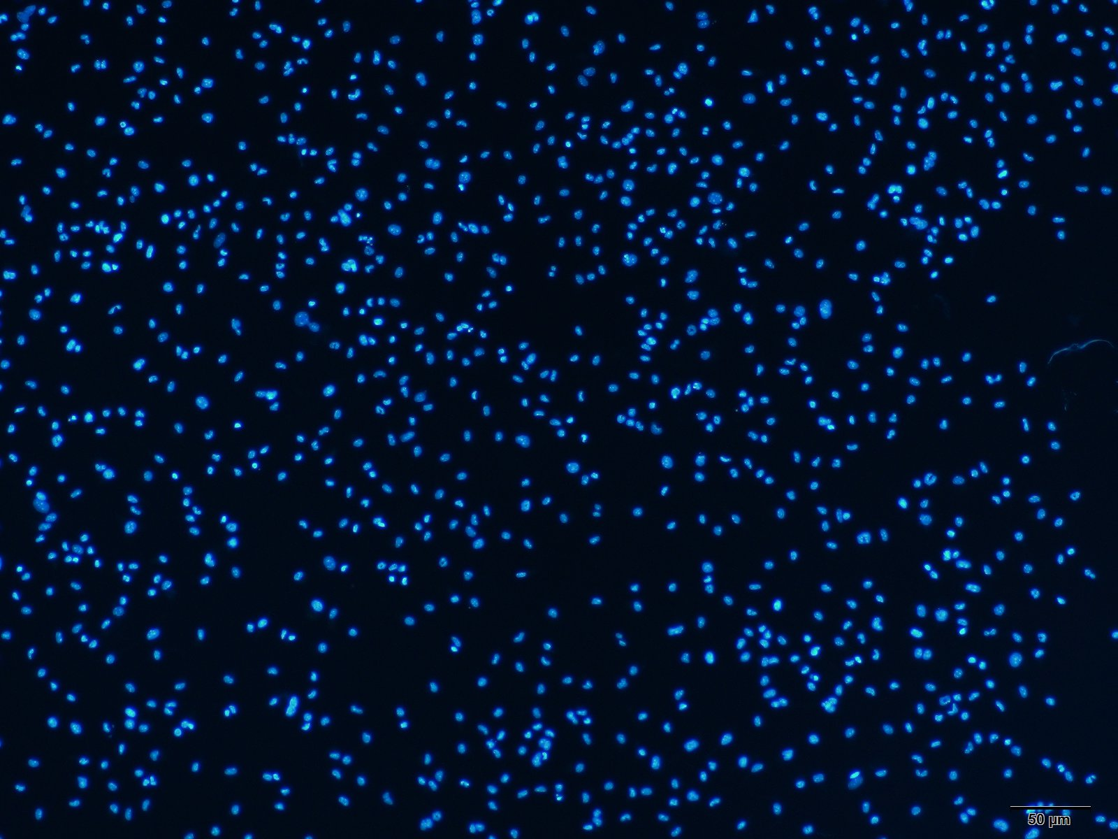 原代肝细胞系列（三）——肝Kupffer细胞