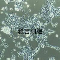 小鼠结肠癌细胞-OVA鸡基因修饰MC38OVA/RFP  (带红色荧光)价格
