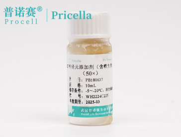 实验室实测：B-27神经细胞添加剂(50×)对神经元突触形成的促进作用