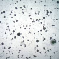 默克Merck BCH245 Human H3K27M Glioma Cell Line