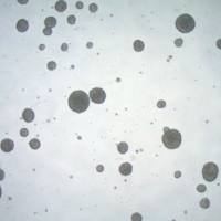 默克Merck BCH869 Human H3K27M Glioma Cell Line