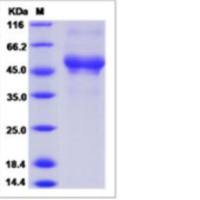 Recombinant Human CD300LB Protein (ECD, hFc Tag)