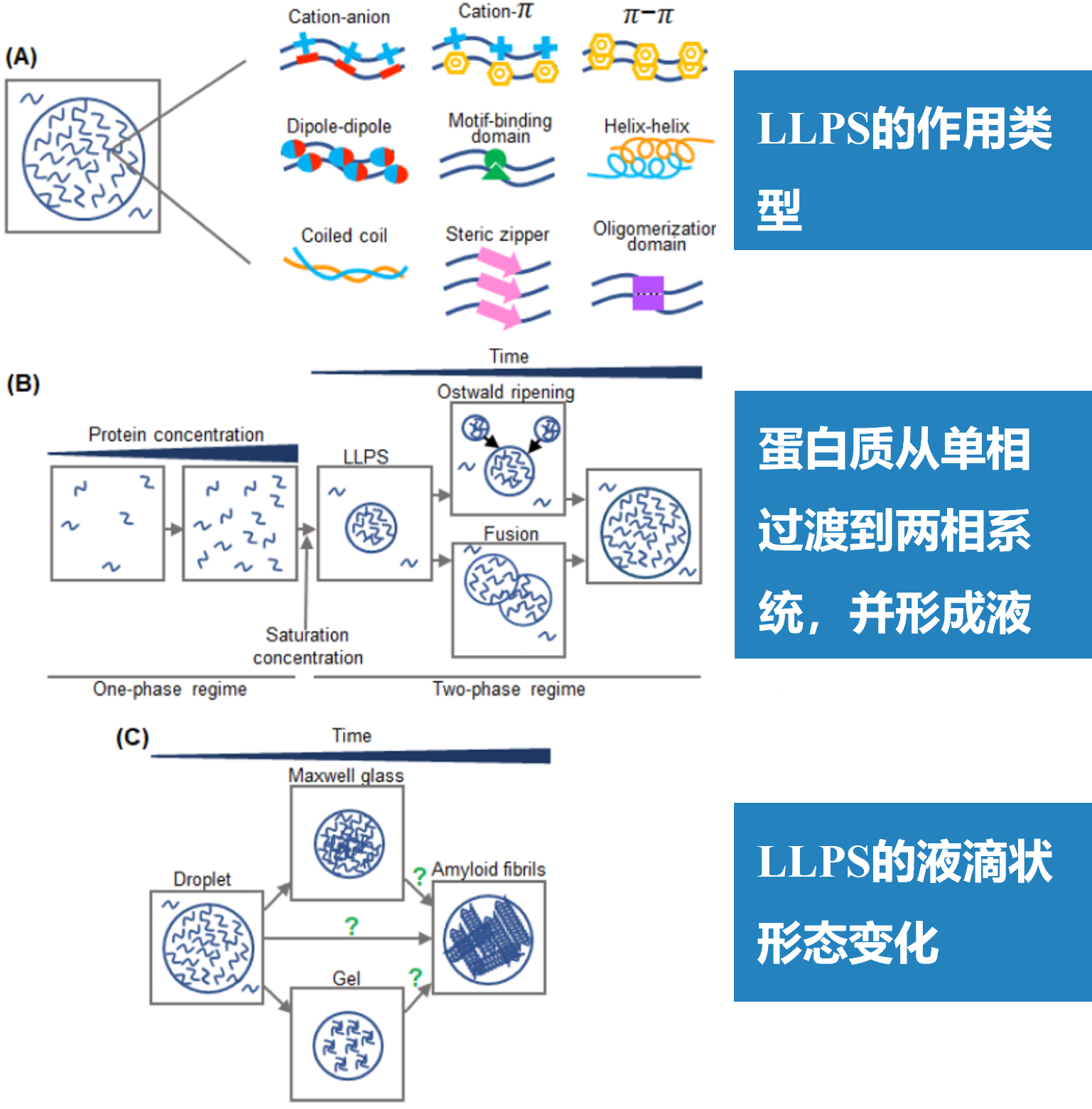 通过液-液相分离形成的蛋白质液滴的物理特质。