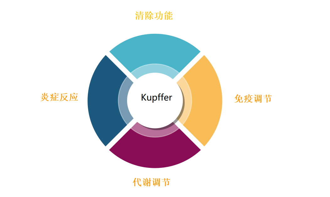 原代肝细胞系列（三）——肝Kupffer细胞