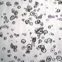 3dGRO® Pancreatic Organoids (PPTO.61)