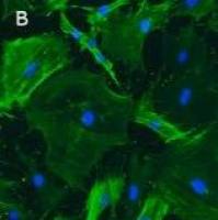 默克Merck Mouse OP9-DL4 Notch Ligand Cell Line (-GFP)