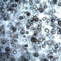 3dGRO® Human Lung Organoids (LPTO.54)