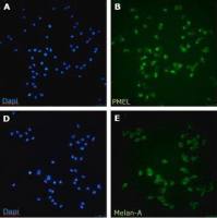 默克Merck BT-RMS Brain-tropic RET Melanoma-sorted Mouse Cell Line