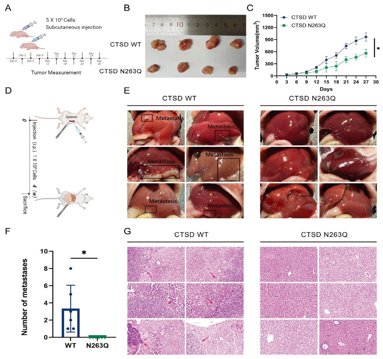 北京大学人民医院胃肠外科团队发现CTSD N-糖基化修饰影响结直肠癌肝转移