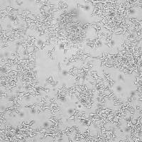 默克Merck GRINCH Glucose-Responsive Insulin-secreting C-peptide hProinsulin Rat Insulinoma Cell Line