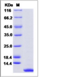 Recombinant Rat CXCL1 Protein
