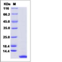 Recombinant Rat CXCL1 Protein