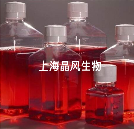 Hs888.T/LUC(带荧光素酶)价格