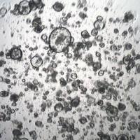 3dGRO® Pancreatic Organoids (PPTO.02)