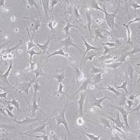 默克Merck Mouse OP9-DL4 Delta-like 4 Notch Ligand Cell Line