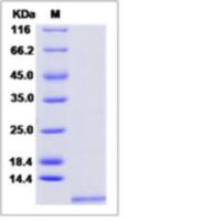 Recombinant Rat GRO Beta/CXCL2 Protein