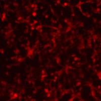 昆虫卵巢细胞Sf9/RFP (带红色荧光)价格