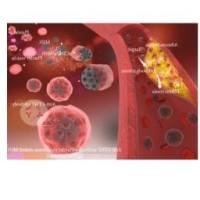 负载anti-CD47抗体的介孔二氧化硅纳米颗粒被血小板膜包裹 AntiCD47@MSN@PM
