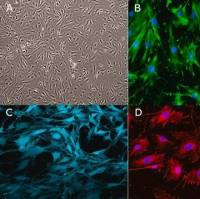 默克Merck Mouse OP9-DL4-7FS Notch Ligand Cell Line