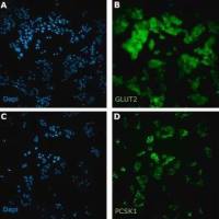 默克Merck MIN6 Mouse Insulinoma Cell Line