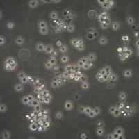 默克Merck Jurkat JE6.1 NF-kB::eGFP hTLR5 (human Toll-like Receptor 5) Cell Line