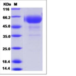 Recombinant Cynomolgus CD28 Protein (ECD, hFc Tag)