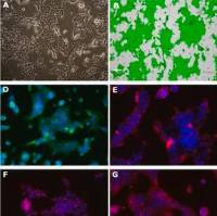 默克Merck Lacun.3 Mouse Lung Adenocarcinoma Cell Line