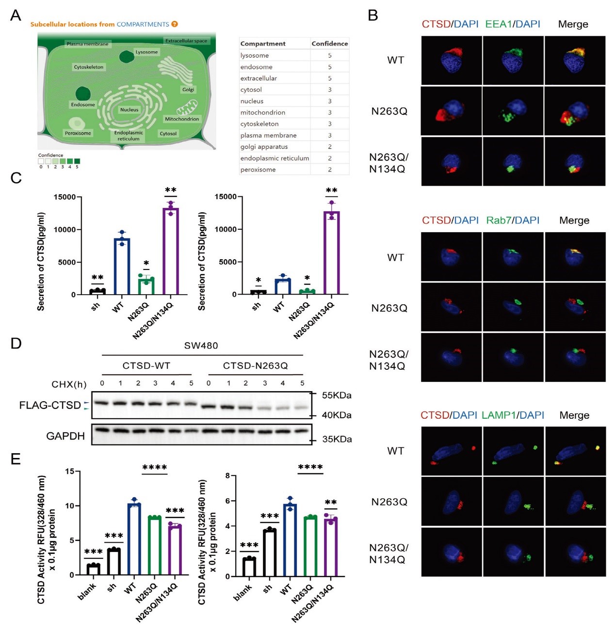 北京大学人民医院胃肠外科团队发现CTSD N-糖基化修饰影响结直肠癌肝转移