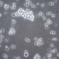 默克Merck  Jurkat JE6.1 NF-kB::eGFP Cell Line