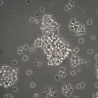 默克Merck Jurkat JE6.1 NF-kB::eGFP hTLR2/6 (human Toll-like Receptor 2/6) Cell Line