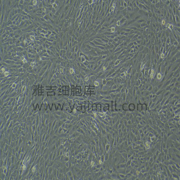 人胶质母细胞瘤细胞A172/RFP (带红色荧光)价格