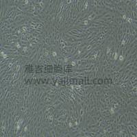 人胶质母细胞瘤细胞A172/RFP (带红色荧光)价格