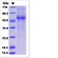 Recombinant Rhesus CLEC4E Protein (ECD, hFc Tag)