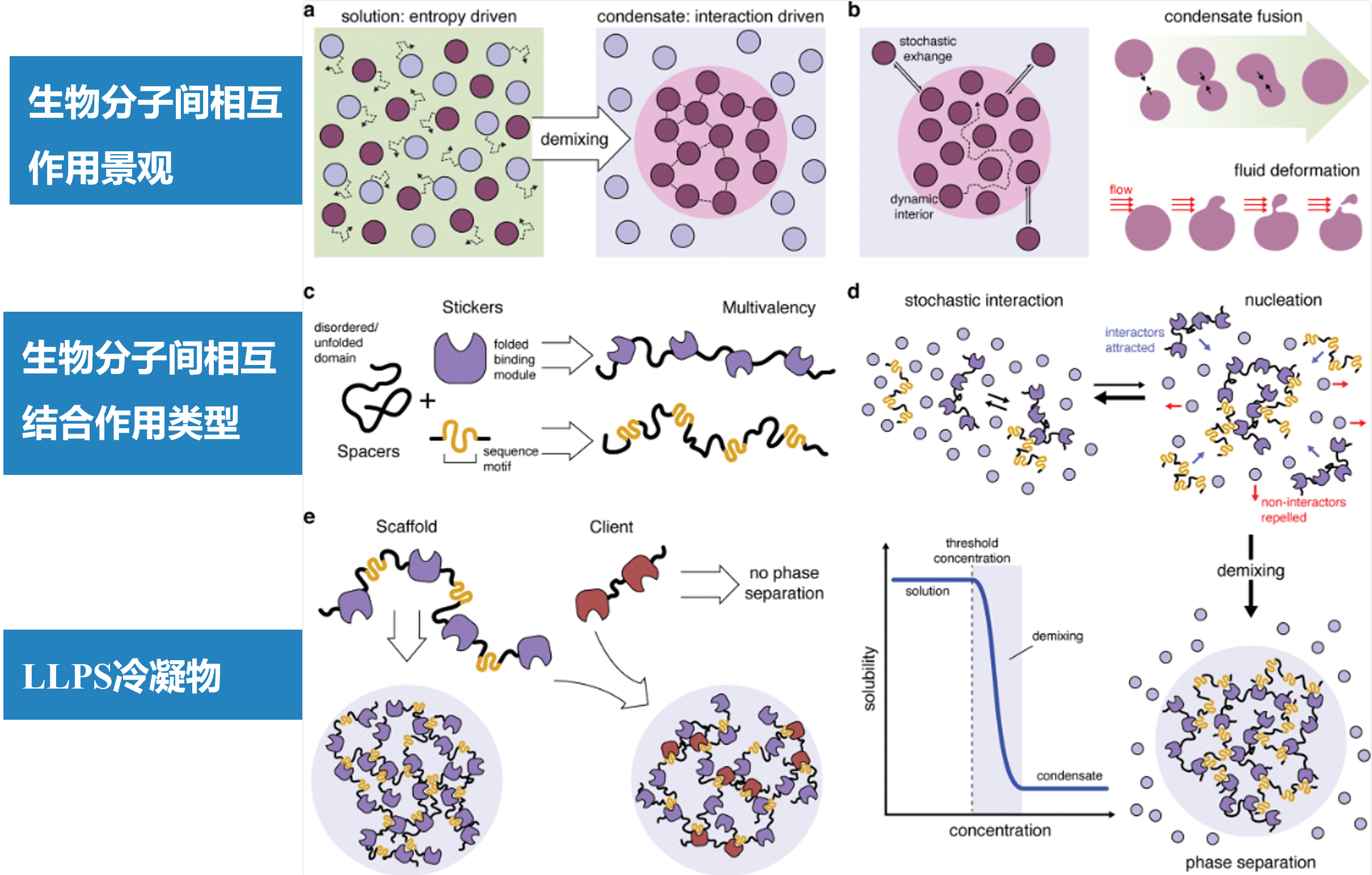 现代生物医学新前沿—液-液相分离（LLPS），一区级项目冲刺，临床研究大有可为~