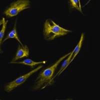 默克Merck LX-2 Cas9 Human Hepatic Stellate Cell Line