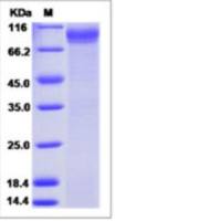 Recombinant Human B7-H7/HHLA2 Protein (ECD, hFc Tag)