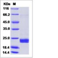 Recombinant Mouse Interferon alpha 2/IFNA2 Protein