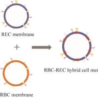 负载辛伐他汀酸的聚酰胺胺树枝状聚合物被红细胞膜包裹  SA@PAMAM@RBCM