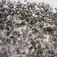 3dGRO® Human Lung Organoids (XDO.137)