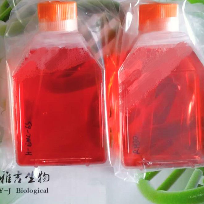 人阴户平滑肌肉瘤细胞SKLMS1/LUC(带荧光素酶)价格