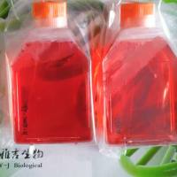 PE/CA-PJ41(cloneD2)/LUC(带荧光素酶)价格