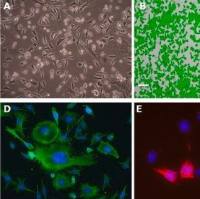 默克Merck MEF SQSTM1 G427R Cell Line