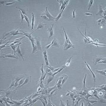 默克 MERCK CNS-1 Rat Glioma Cell Line