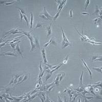 默克 MERCK CNS-1 Rat Glioma Cell Line