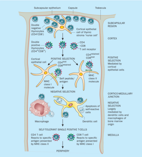T 细胞分选 / 活化 / 表型分析一站式突破！Elabscience® 流式抗体 + 磁珠试剂盒重磅来袭