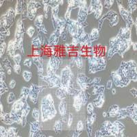 耳蜗鼓膜上皮细胞SV30160/RFP  (带红色荧光)价格