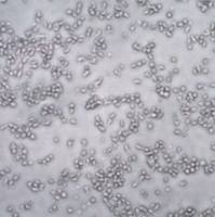 默克Merck MO-91 Acute Myeloid Leukemia w Minimal Differentiation Human Cell Line